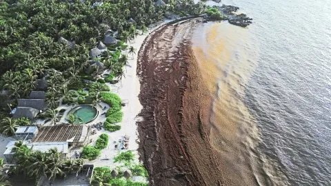 Gelombang Sargassum Menggila, Karibia Berlomba Ubah Rumput Laut Jadi Bahan Bakar