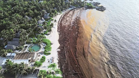 Gelombang Sargassum Menggila, Karibia Berlomba Ubah Rumput Laut Jadi Bahan Bakar