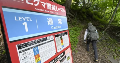 Ancaman Serangan Beruang Memicu Penurunan Drastis Pendaki di Jepang: Data Smartphone Ungkap Fakta
