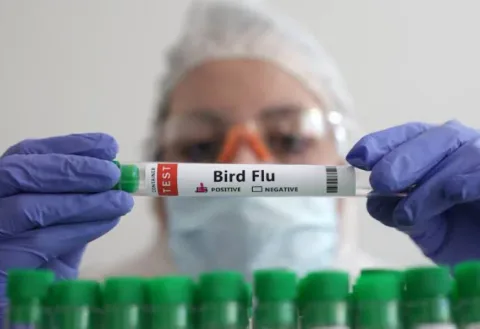 Australia Mulai Vaksinasi Burung Liar dan Ternak untuk Lawan Flu Burung H5