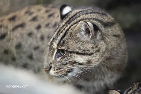 Kucing Bakau: Predator Puncak Mangrove yang Kini Terancam Punah di Indonesia