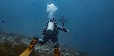 Riset: Penyelam Scuba Kerap Merusak Terumbu Karang Tanpa Sadar, Ini Temuannya