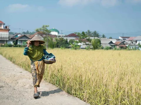 Kedaulatan Pangan Kasepuhan Terancam: Kepastian Wilayah Adat Masih Menggantung
