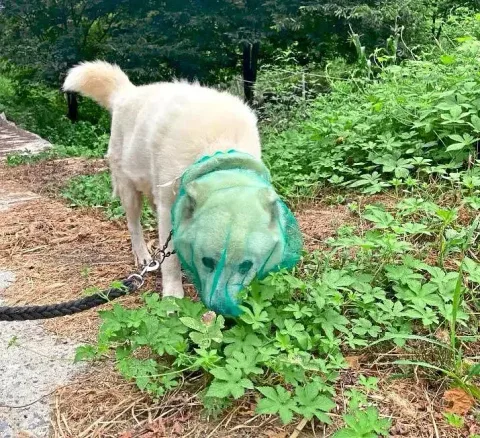 Jaring Bawang Jadi Pelindung Anjing dari Kutu: Tren Viral dari Korea Selatan