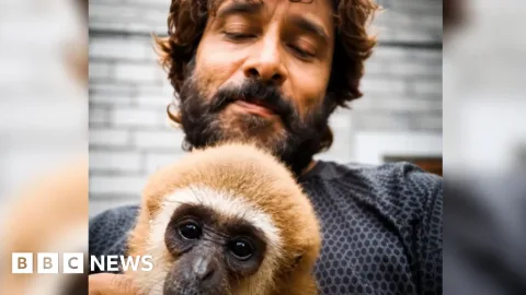 Video Aktor India dengan Gibbon Langka Picu Investigasi Perdagangan Satwa Liar
