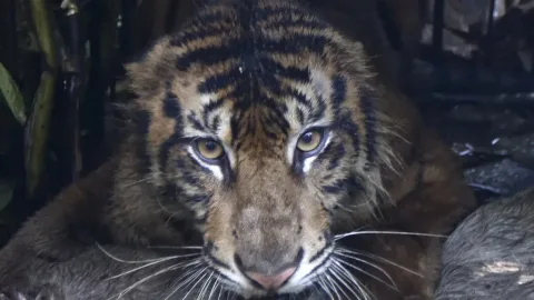 Kemenhut Evakuasi Harimau di Agam: Upaya Cegah Konflik dengan Warga