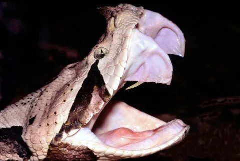 Gaboon Viper: Ular dengan Taring Terpanjang dan Produksi Bisa Terbanyak di Dunia