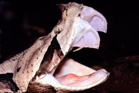 Gaboon Viper: Ular dengan Taring Terpanjang dan Produksi Bisa Terbanyak di Dunia