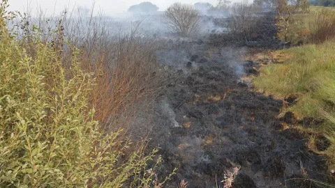 Kebakaran Hutan Terbesar dalam Sejarah Belgia: Ribuan Hektare Terbakar, Warga Dievakuasi