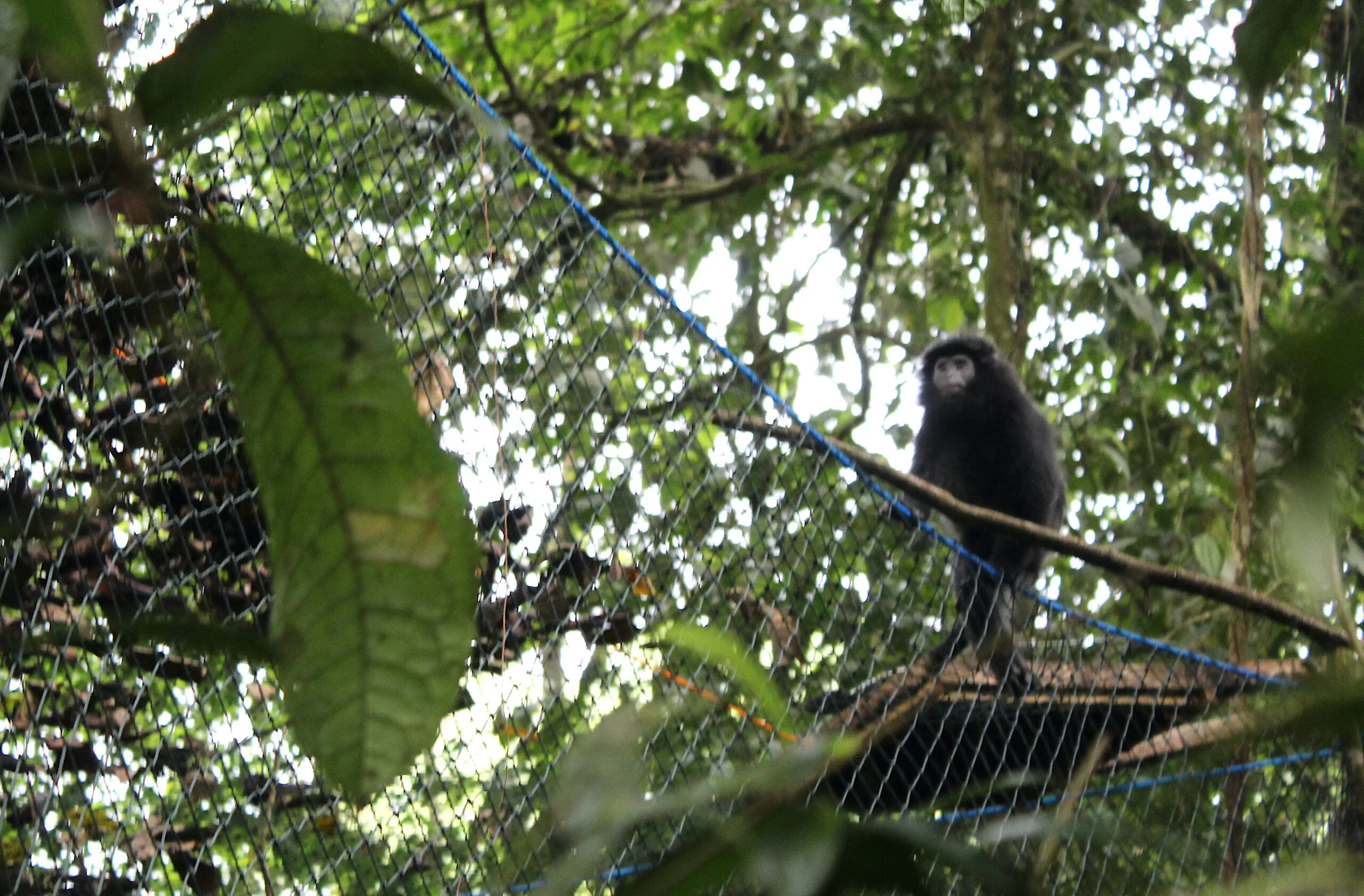 Di Tengah Abrasi dan Alih Fungsi Lahan, Lutung Jawa di Muaragembong Bertahan Berkat Warga