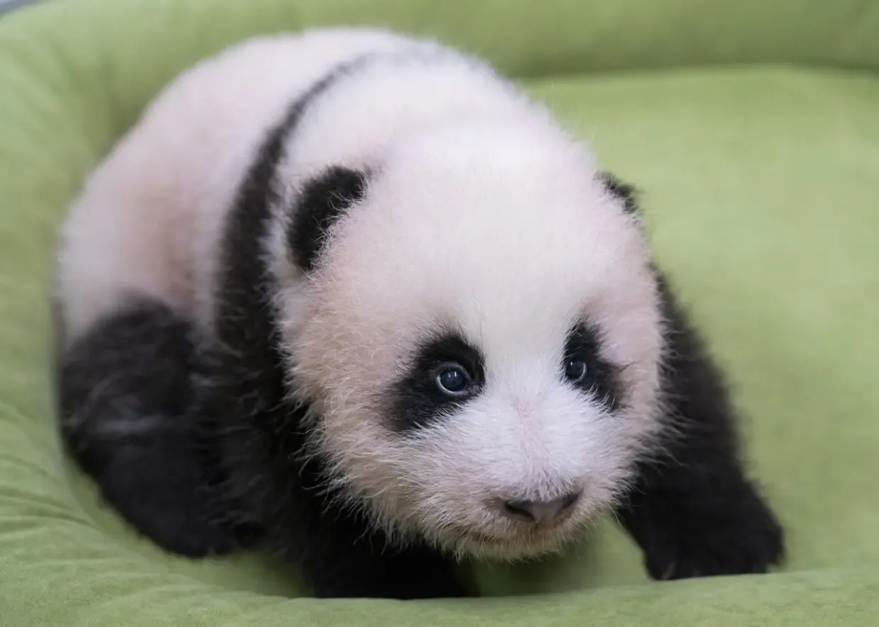 Everland Buka Voting Nama Bayi Panda: Lima Kandidat Berebut Jadi 'Harta Karun'