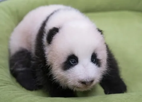 Everland Buka Voting Nama Bayi Panda: Lima Kandidat Berebut Jadi 'Harta Karun'