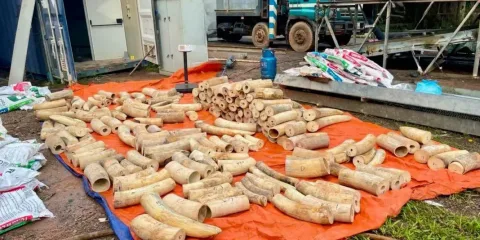 Gerebek di Laos: 11 WNA Ditangkap, 1,8 Ton Gading dan Satwa Dilindungi Disita