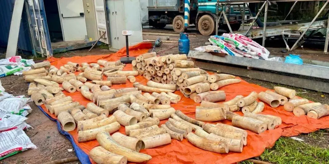 Gerebek di Laos: 11 WNA Ditangkap, 1,8 Ton Gading dan Satwa Dilindungi Disita