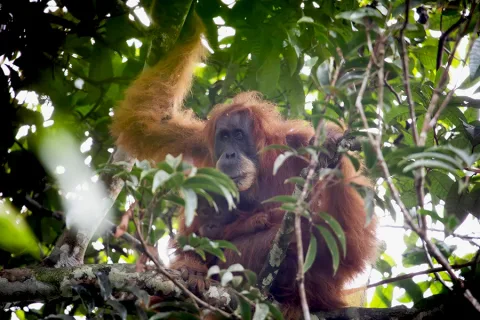 Ekspedisi Hutan Merdeka: Menagih Janji Negara di Tengah Rusaknya Batang Toru