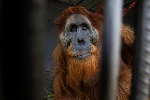 Suhendar, Garda Terdepan Penengah Konflik Manusia-Orangutan di Sumatera