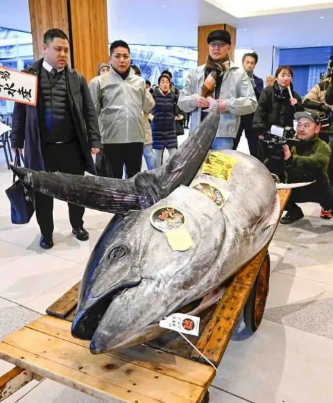 Meksiko Akhiri Penolakan, Kuota Ikan Tuna Sirip Biru Pasifik Siap Naik 25%