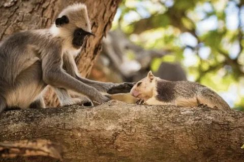 Studi Oxford: Primata Ternyata 'Memelihara' Hewan Lain, dari Tikus hingga Rusa