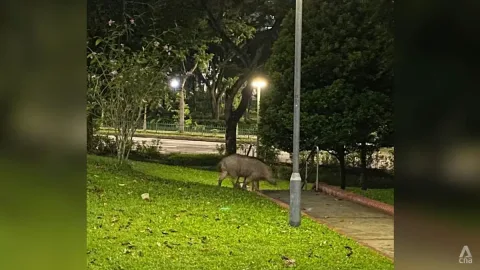 NParks Digugat Dua Kasus: Serangan Babi Hutan dan Jatuh di Kebun Raya