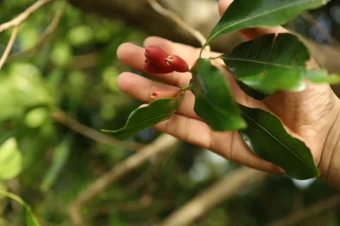Aroma Cengkih Sabang Memudar: Petani Terjepit Perubahan Iklim dan Hama