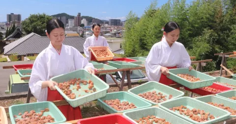 Ritual Kuno di Kuil Jepang: 400 Kg Plum Dijemur untuk Keberuntungan Tahun Baru 2027