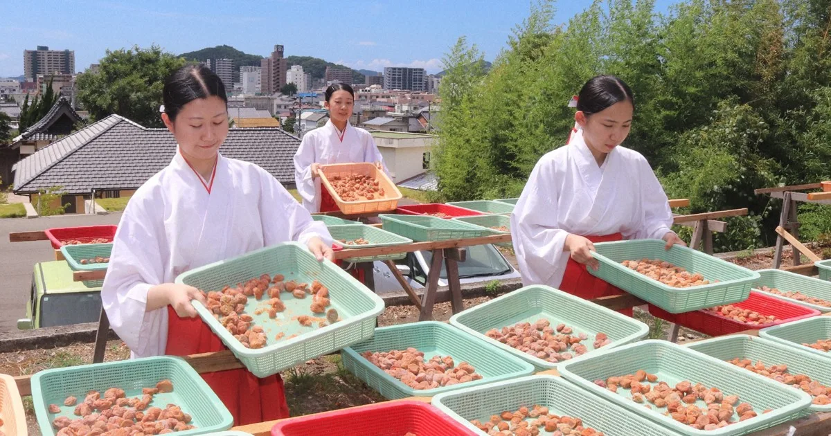 Ritual Kuno di Kuil Jepang: 400 Kg Plum Dijemur untuk Keberuntungan Tahun Baru 2027