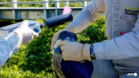 Australia Vaksinasi Ribuan Penguin Kecil untuk Cegah Flu Burung H5N1