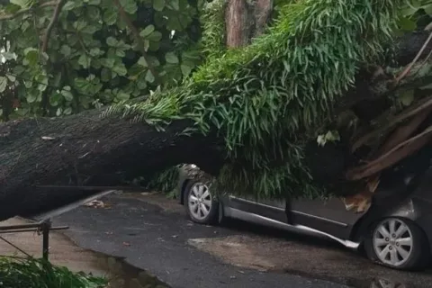Pohon Tumbang Timpa Mobil di Melaka, Enam Orang Selamat: Hujan Deras dan Risiko Jalanan
