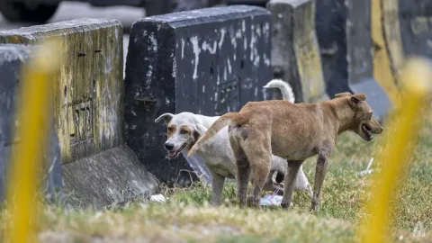 Kematian Rocky: Malaysia Kaji Ulang Penanganan Anjing Liar, dari Insentif Tangkap hingga Sterilisasi Massal