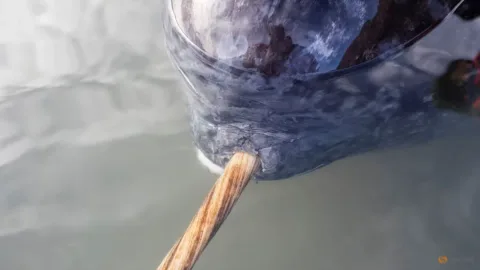 Misteri Gading Narwhal Terkuak: Struktur Spiral Ganda yang Membuatnya Lurus dan Kuat