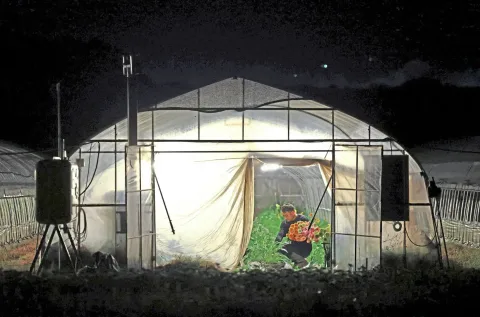 Petani Jepang Beralih Kerja Malam demi Selamat dari Gelombang Panas Ekstrem