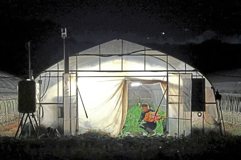 Petani Jepang Beralih Kerja Malam demi Selamat dari Gelombang Panas Ekstrem
