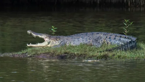 Aktivitas Air di Pandan Reservoir Dihentikan Sementara Usai Penampakan Buaya Muara