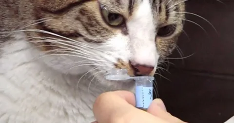 Menguak Rahasia Kucing Saling Mengenal Lewat Bau Air Seni: Temuan Ilmuwan Jepang