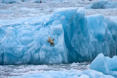 Berburu Beruang Kutub di Greenland: Ekspedisi Ilmiah yang Mengungkap Misteri Fiord Terpanjang di Dunia