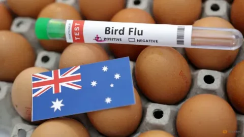 H5N1 Masuk Mamalia Australia: Anjing Laut Mati di Pantai Beachport Picu Kekhawatiran