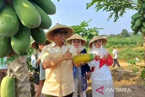 Panen Raya Bintan: Wagub Kepri Turun ke Ladang, Menakar Masa Depan Ketahanan Pangan Kepulauan
