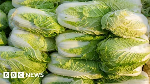 Formalin pada Kubis di China: Investigasi Diluncurkan, Pasar Asia Waspada