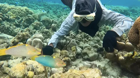 Ikan Kakatua: Penjaga Karang yang Terancam Perburuan dan Krisis Iklim