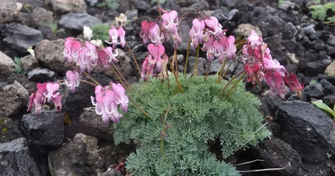 Komakusa di Gunung Tarumae: Antara Konservasi dan Peluang Wisata