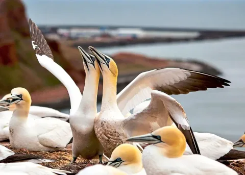 Perburuan Anak Burung Gannet di Skotlandia Dihentikan: Tradisi 500 Tahun Kalah oleh Sains
