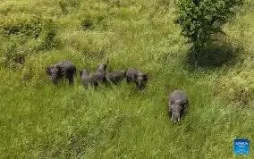 Enam Gajah Asia Liar Muncul di Dekat Permukiman Kamboja: Tanda Ekosistem Pulih?