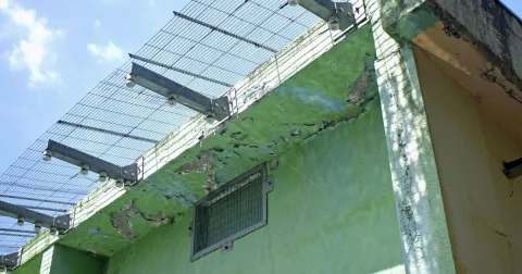 Kebun Binatang Primata Jepang Tutup untuk Renovasi Besar-besaran: Tradisi Api Unggun Monyet Terhenti Sementara