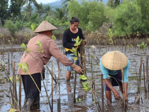 Silvofishery: Jalan Tengah Memulihkan Mangrove Tanpa Menggusur Tambak di Lombok Timur