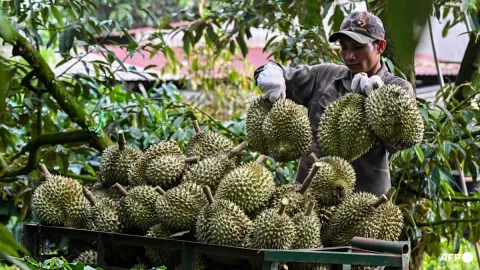 Petani Kopi Vietnam Beralih ke Durian: Meraup Cuan dari Pasar China