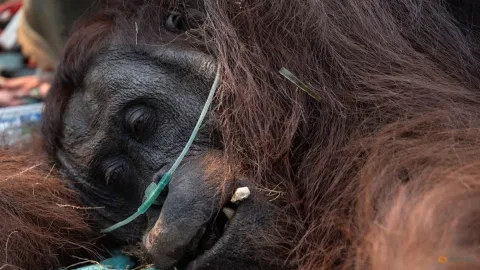 Sampurna Selamat: Petani Temukan Orangutan Lemas di Lahan Sawit, Tim Penyelamat Berlomba Melawan Asap
