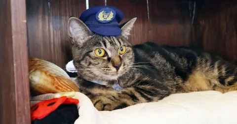 Kucing Kepala Stasiun di Jepang Jadi Magnet Wisata, Selamatkan Kereta Lokal dari Sepi Penumpang