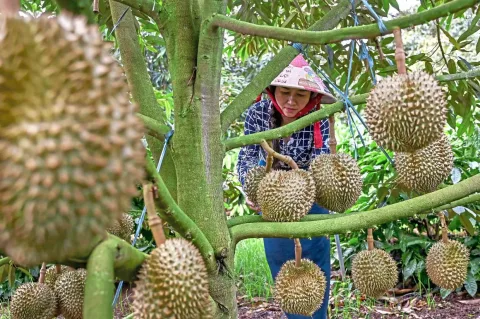 Petani Vietnam Tinggalkan Kopi demi Durian: Pendapatan Melonjak 7 Kali Lipat