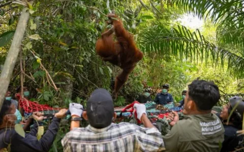 Kebakaran Kalimantan Ancam Habitat Orangutan, Upaya Penyelamatan Dipercepat