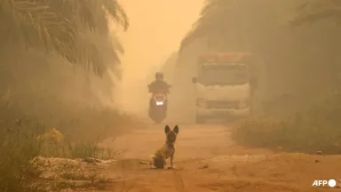 Kabut Asap Kalimantan Kian Parah: Palangkaraya Catat AQI 780, Jepang Kirim Misi Pemadaman